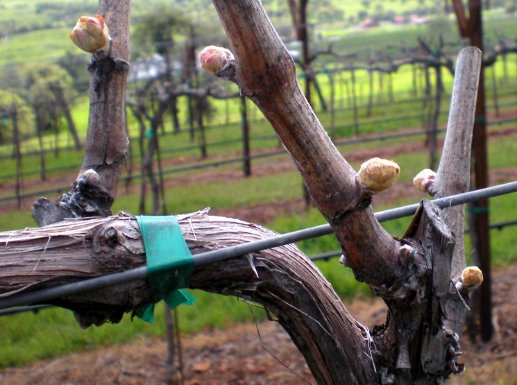 Чем обрабатывать виноград весной