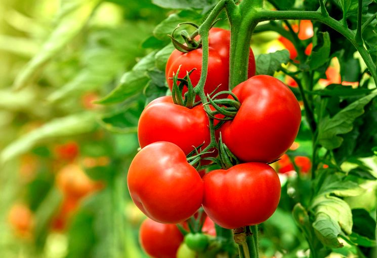 Чем удобрять томаты весной