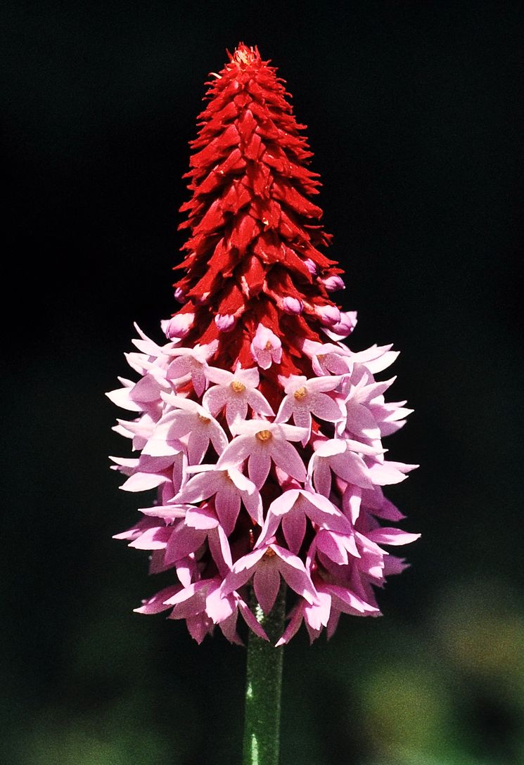 Двухцветная примула - Primula vialii