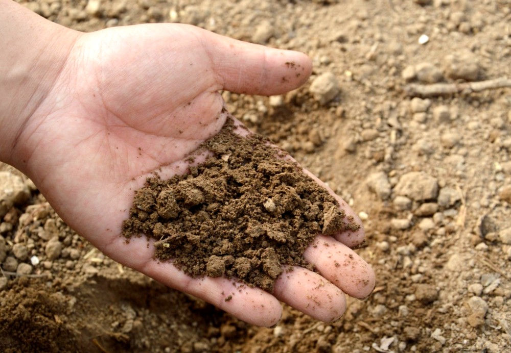 Как определить pH почвы самостоятельно без тестового набора