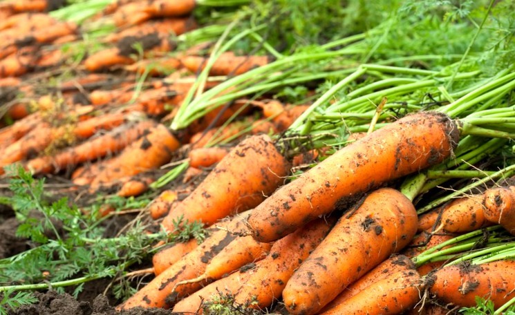 Как сеять семена моркови весной