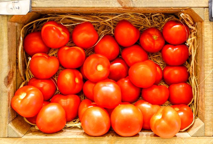 Как удобрять помидоры