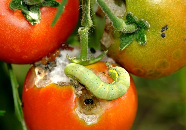 Как защитить томаты от Совки