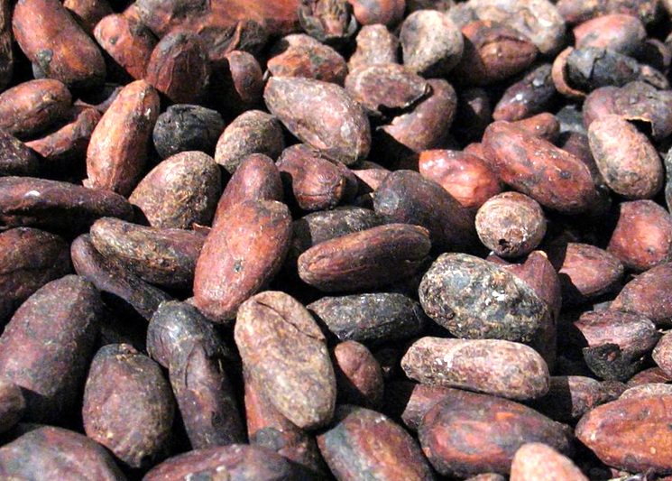 Какао-бобы для приготовления шоколада в домашних условиях