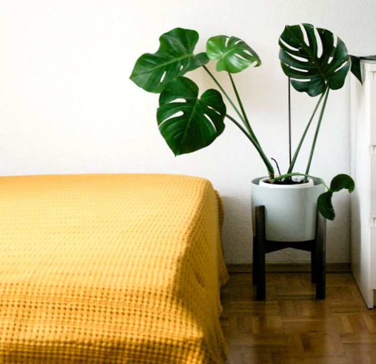 Какие комнатные цветы нельзя держать в квартире фото и почему