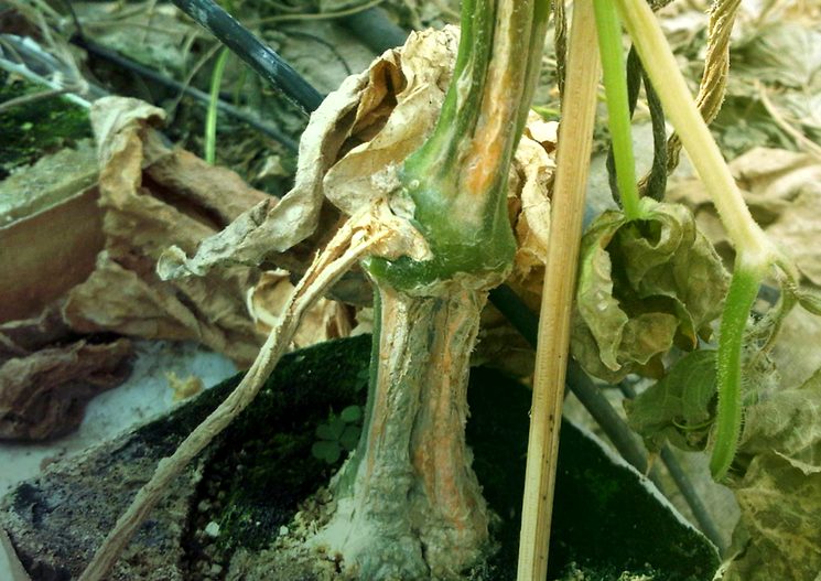 Корневая гниль огурца - Fusarium spp.