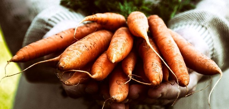 Морковь под зиму