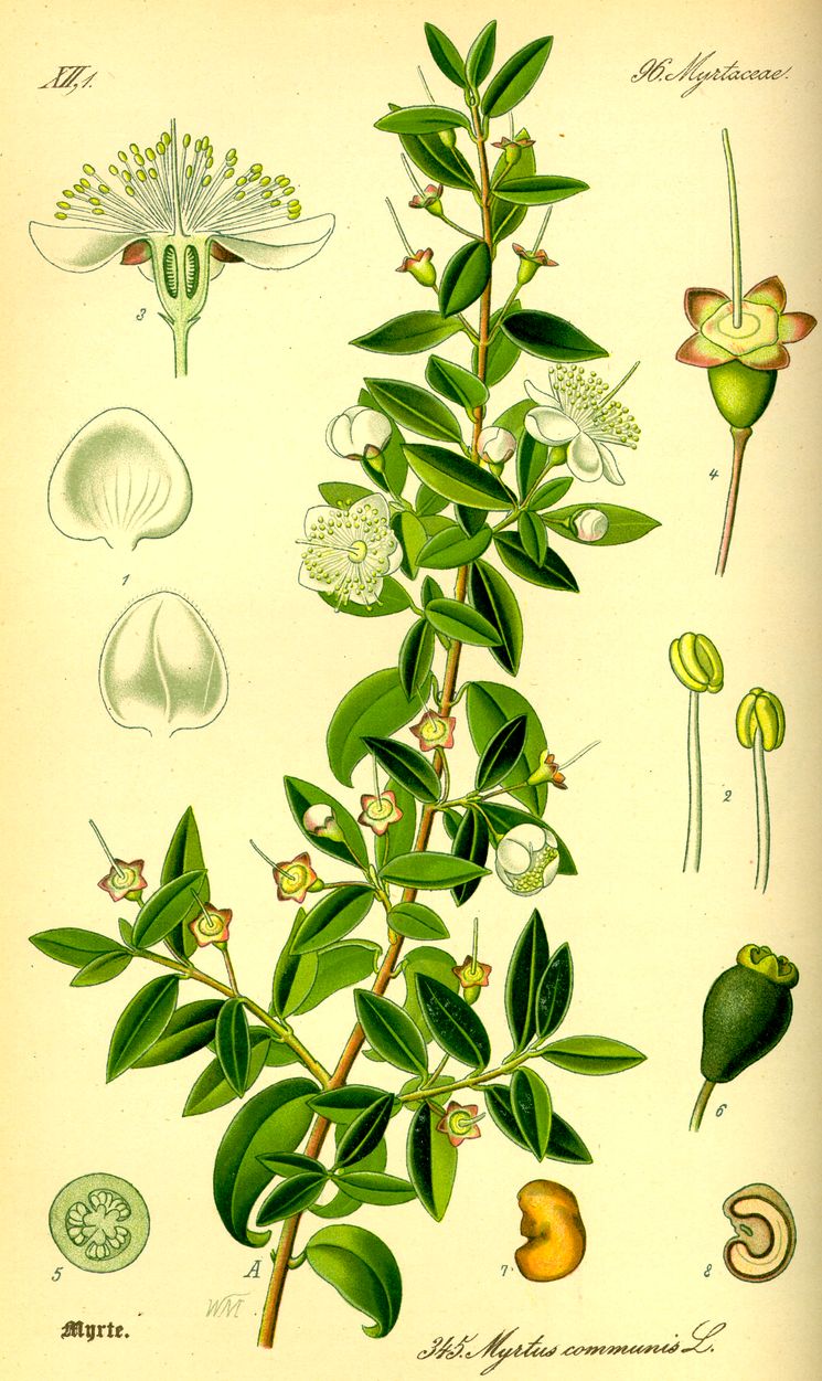 Мирт (Myrtus Communis) - род вечнозелёных древесных растений