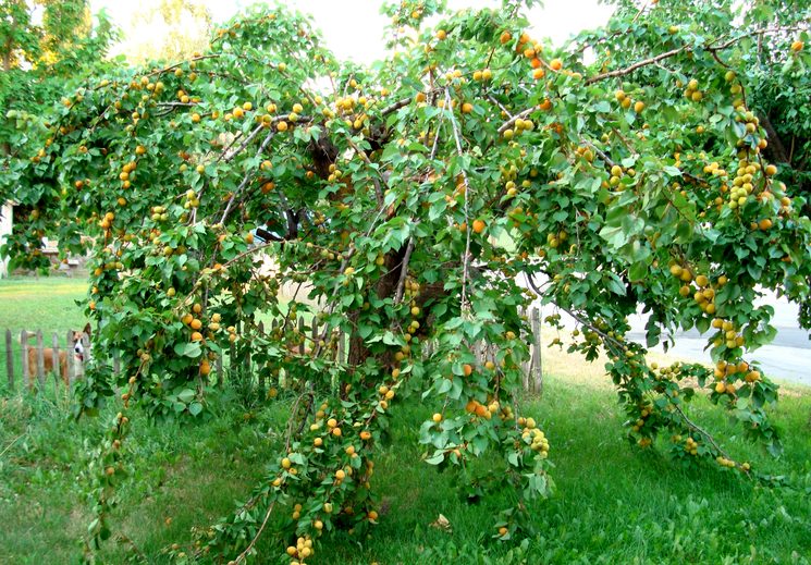 Нагрузка на дерево абрикоса