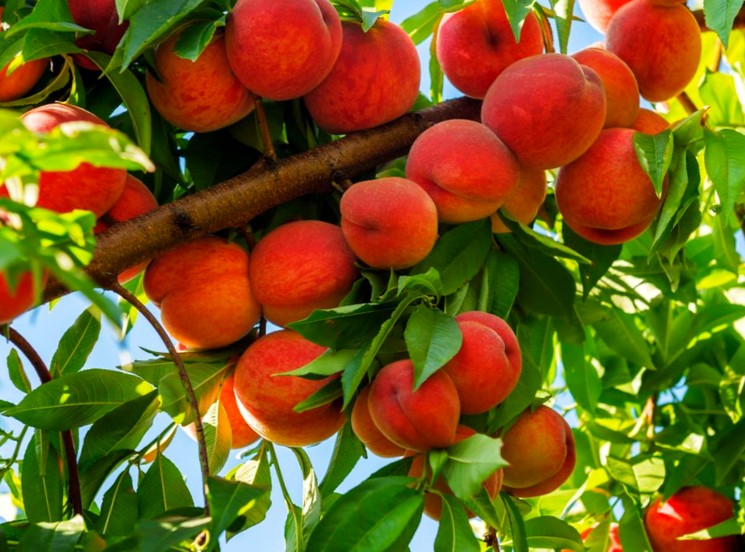 Обрезка дерева персика
