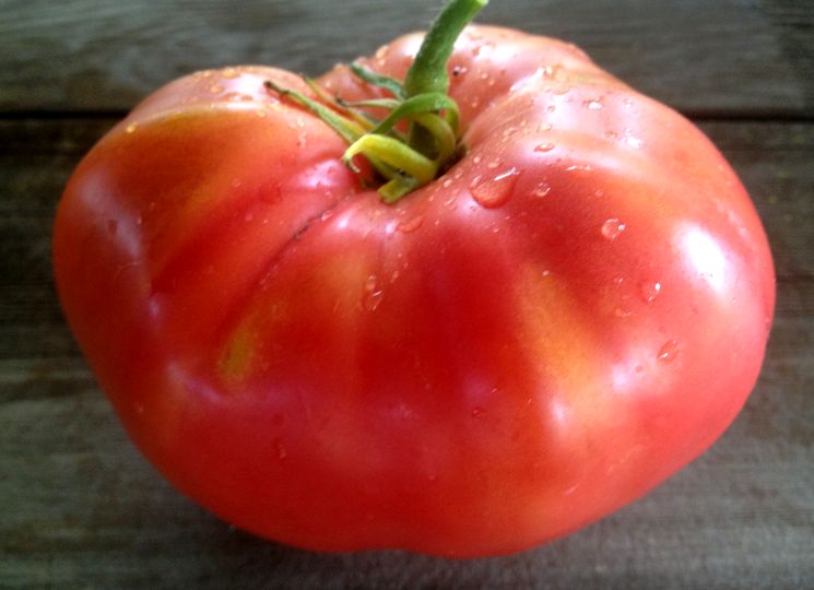 Основные правила по выращиванию томатов