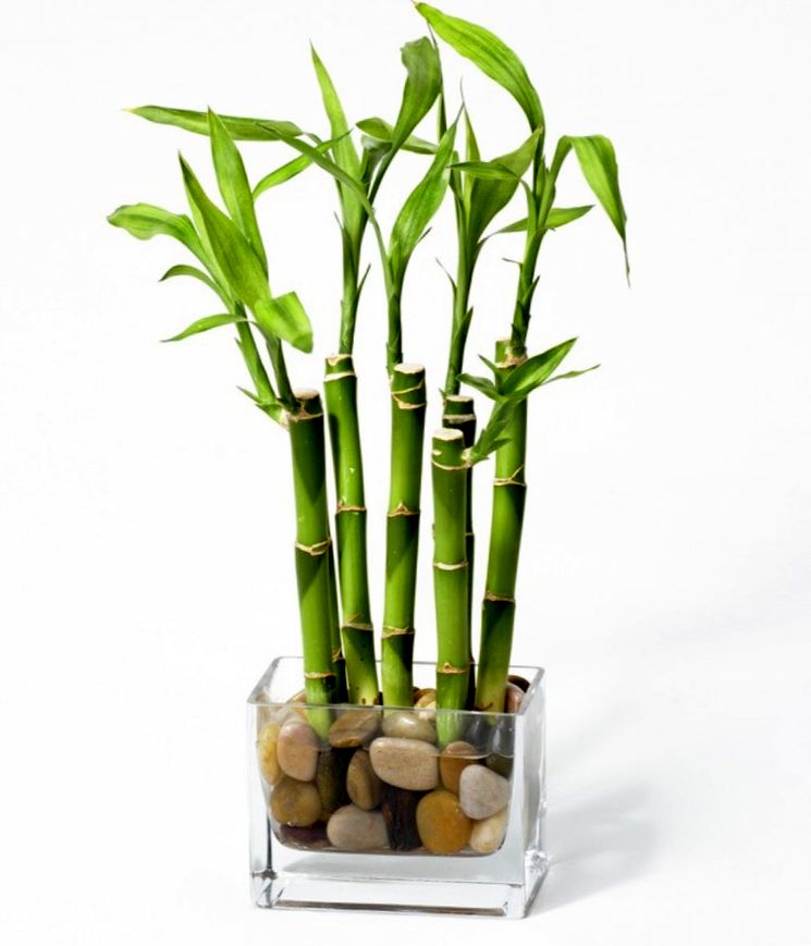 Размножение комнатного бамбука