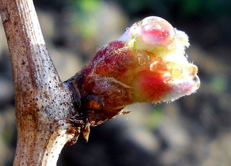 Ридомил - защита виноградного куста
