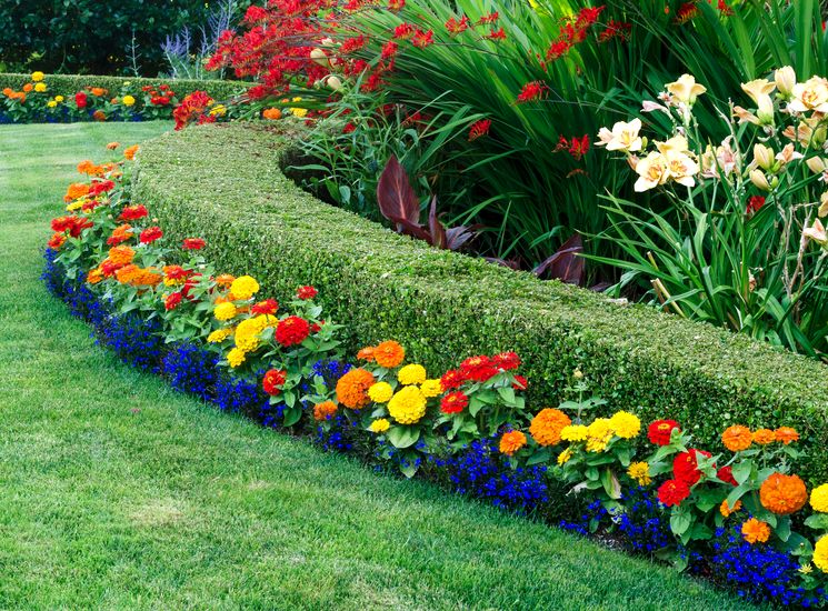 Вечнозелёный самшит для украсит ваш сад