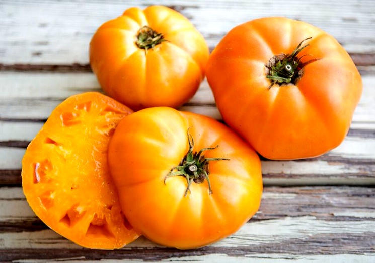 Сорт томатов Медовый спас