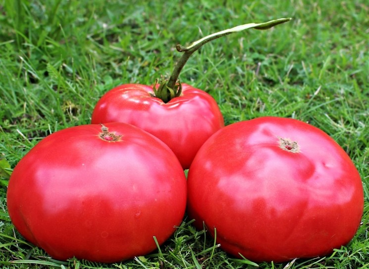 sort-tomatov-pink-paradayz-opisaniye