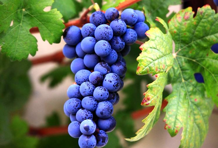 Одесский виноград