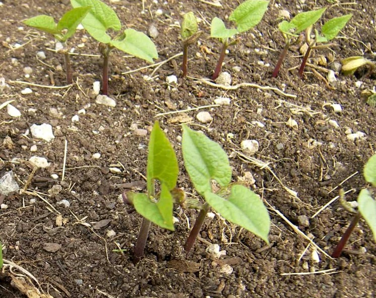 Стручковая фасоль - посев семян