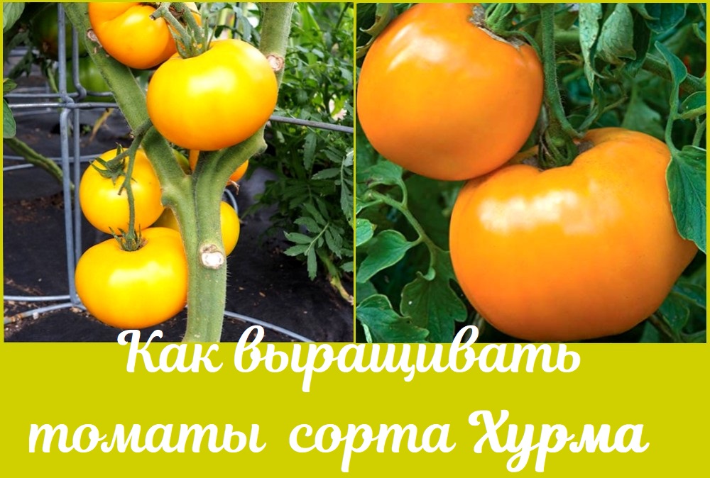 Как выращивать томаты сорта Хурма