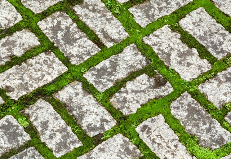 Борьба с травой в швах тротуарной плитки