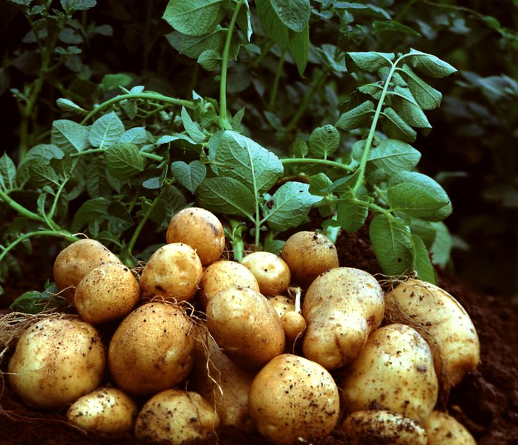 Удобрения для большого урожая картофеля