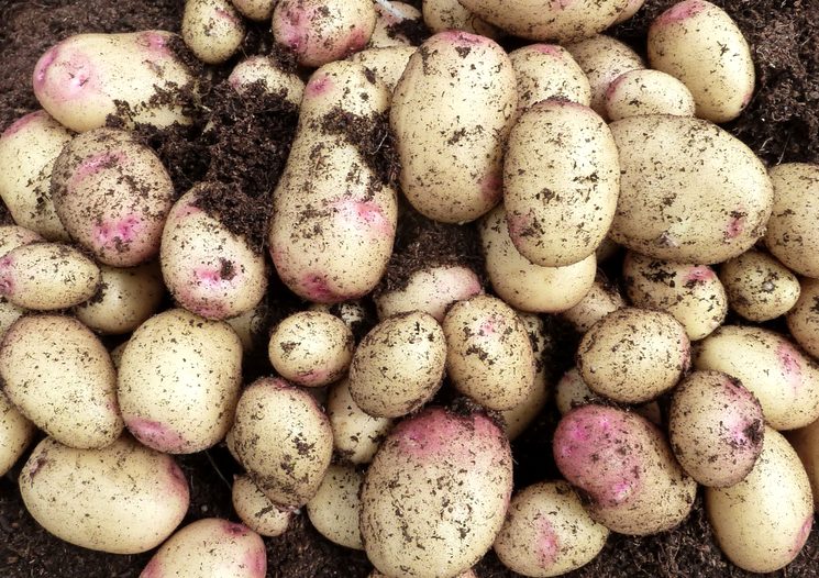 Удобрения для хорошего урожая картошки
