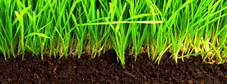 Требования к почве и к поливу для выращивания лука