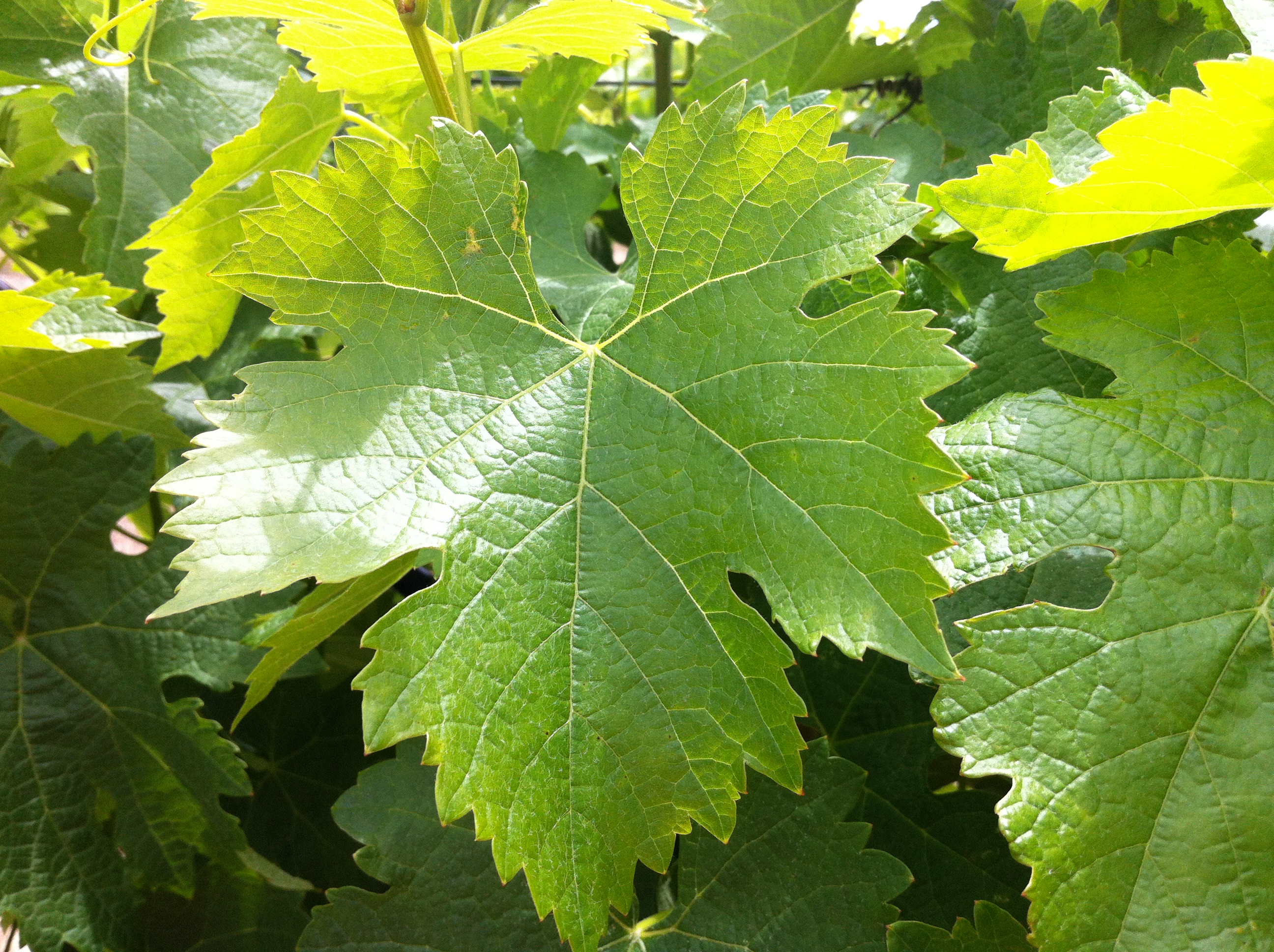 Какие листья бывают у винограда фото