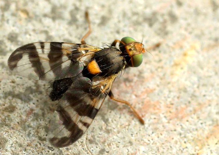 Вишнёвая муха