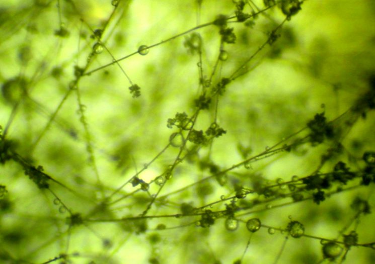 Возбудитель серой гнили - Ботритис серый (Botrytis cinerea) под микроскопом