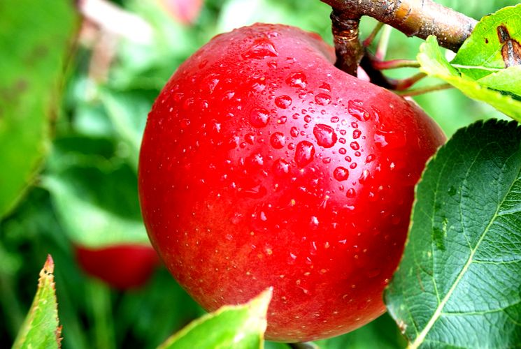 Яблоки в питании