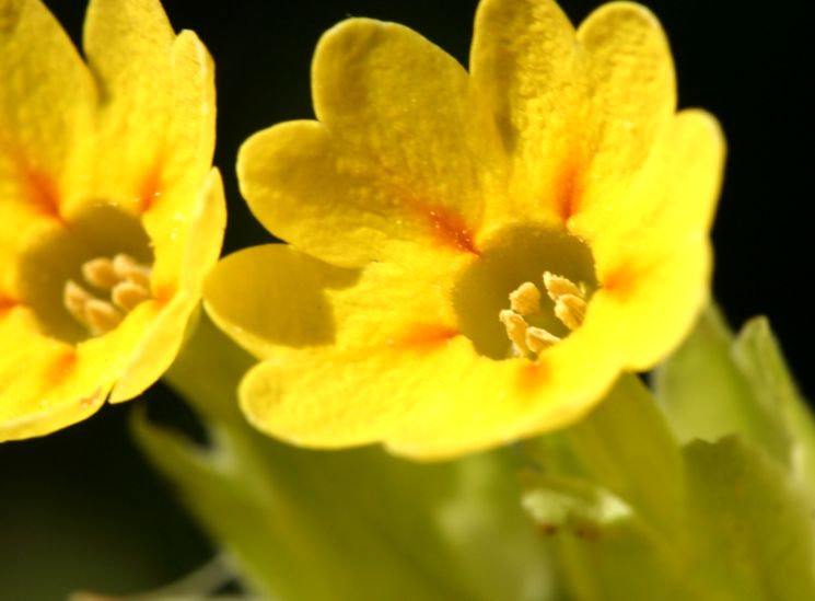 Желтые цветы примулы